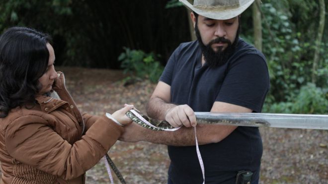 Manejo da serpente com ganho e medição no tubo de contenção