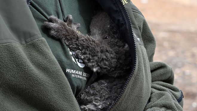 Rescued koala in arms of keeper