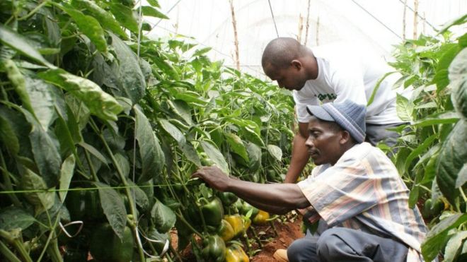 Sekta ya kilimo iliimarika kwa sehemu kubwa ikishinikizwa na uwekezaji wa miundo msingi na uzalishaji wa vyakula.