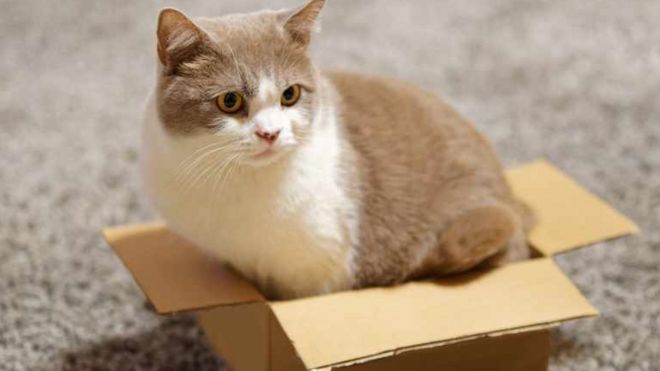 รูปแมวนั่งในกล่องกระดาษ