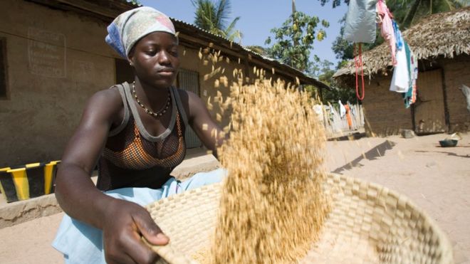 Mujer seca arroz en Gambia