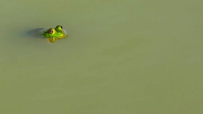 Американская лягушка-бык, плавающая на поверхности фермерского пруда в штате Кентукки, США