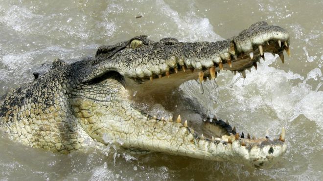 Крупный морской крокодил демонстрирует агрессию, когда лодка проходит мимо реки Аделаиды в 60 километрах (35 милях) от Дарвина на северной территории Австралии, в субботу, 15 октября 2005 года.