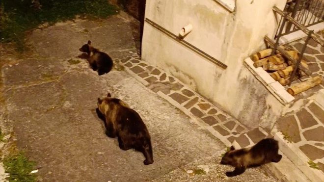 Амарена с медвежатами