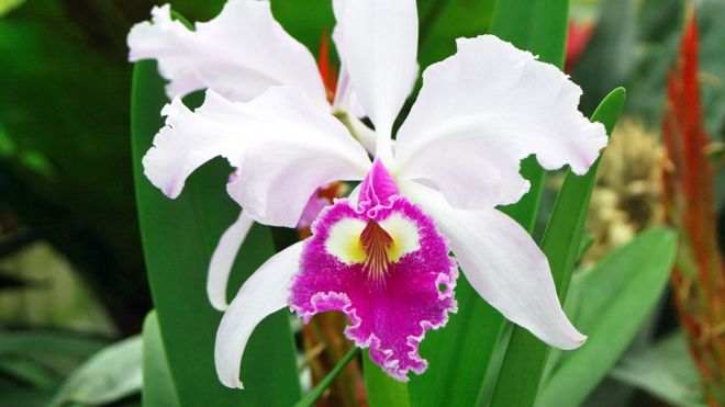 flor nacional de Colombia (Cattleya trianae)