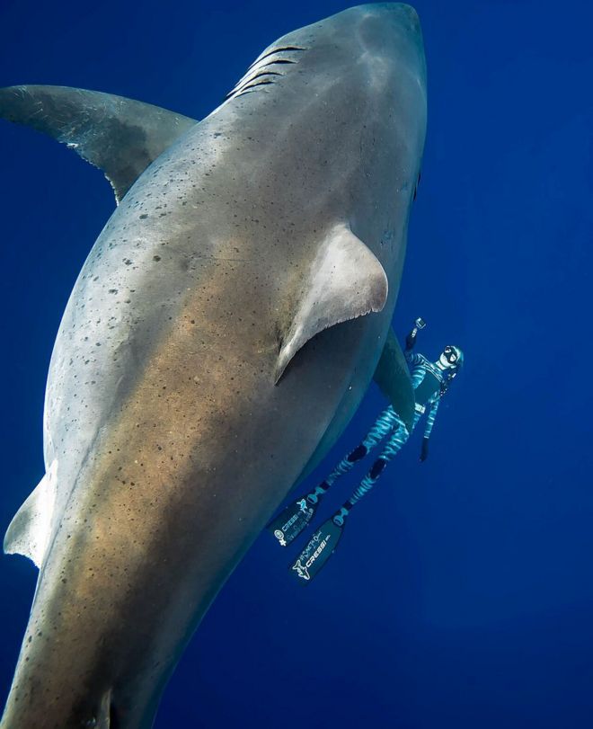 Акула, названная Deep Blue, одна из самых больших великих белых за всю историю, плавает у Гавайев, 15 января 2019 г.