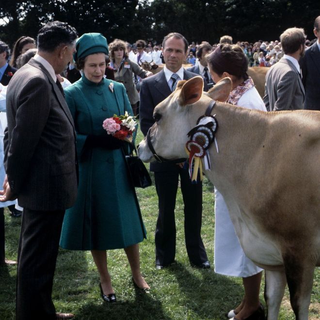 Королева Елизавета II с коровой из Джерси представила ей на Country Show в Le Petit Catelet, Сент-Джон, Джерси.