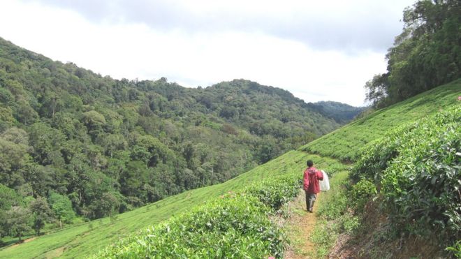 The mountain forests in Kenya and Tanzania contain many threatened and rare plant species