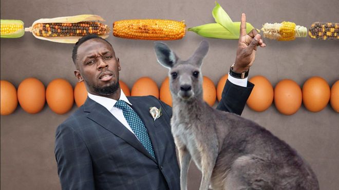 Usein Bolt, kengur, jaja i kukuruz