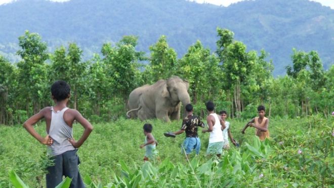 Сельские жители сталкиваются со слоном в Индии