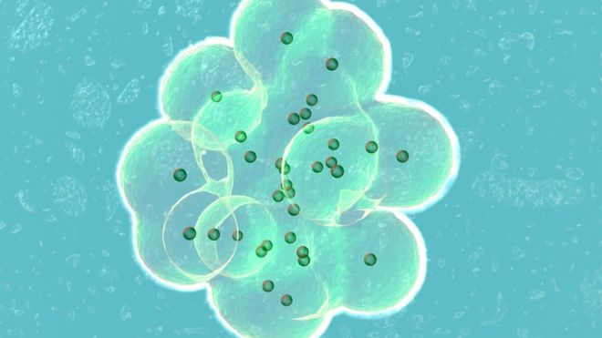 Рисунок шарика клеток, образовавшегося из яйцеклетки, в которую впрыскивали сперматозоид во время экстракорпорального оплодотворения (ЭКО)