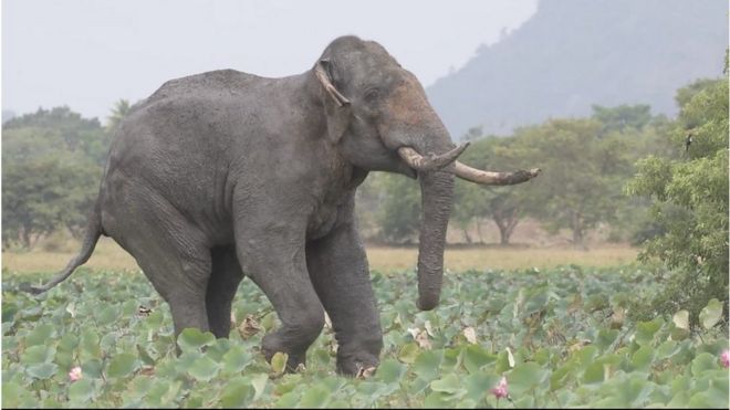 අග්බෝට අද දුන්නේ පරිත්‍යාගයක් ලෙස ලැබුණු බෙහෙත්'