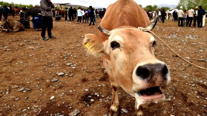 இலங்கையில் மாட்டிறைச்சிக் கடைகளுக்கு தடைவிதிக்க வேண்டும் - சிவசேனை