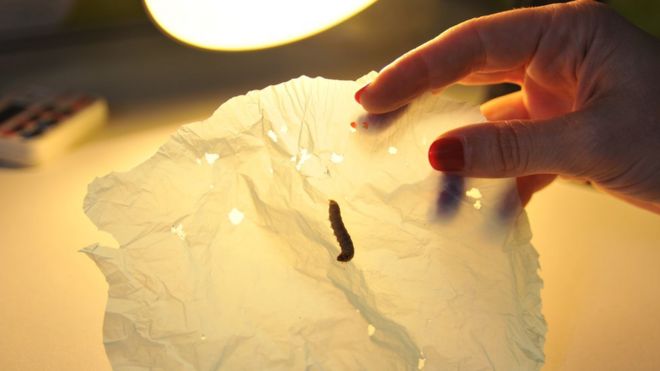 Пластик после биоразложения 10 червями в течение 30 минут