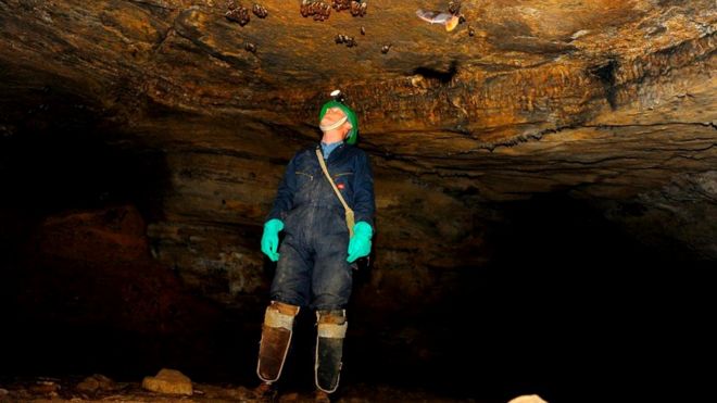 Спелеолог рассматривает на потолке пещеры грибок, вызывающий синдром белого носа, от которого массово гибнут летучие мыши в пещерах Европы и США