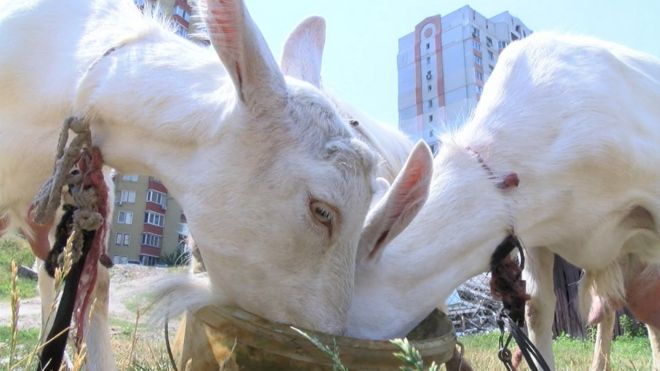 Сусіди скаржились, що кози з ферми нищать клумби