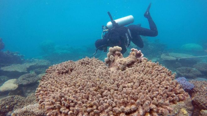 Ученые оценивают гибель кораллов на Зенит-рифе после обесцвечивания, Северный Большой Барьерный риф, ноябрь 2016 г.