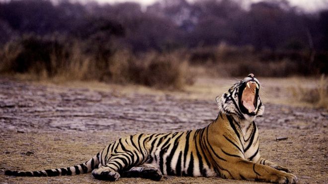 Тигр зевает в национальном парке Рантхамбор, в северо-западном штате Раджастхан в Индии (фото 8 июня 2012 г.)