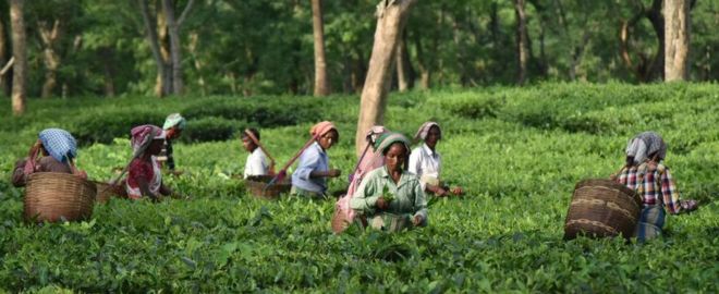 Женщины, работающие на чайной плантации