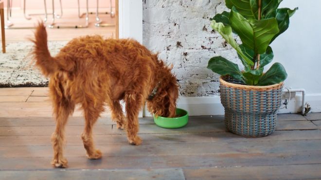 raw dog entertainment