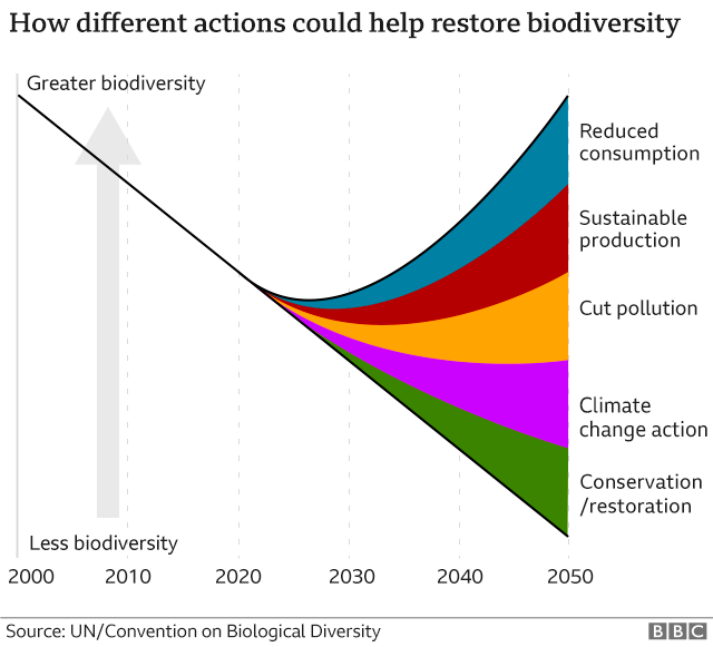 Как действия могут восстановить биоразнообразие