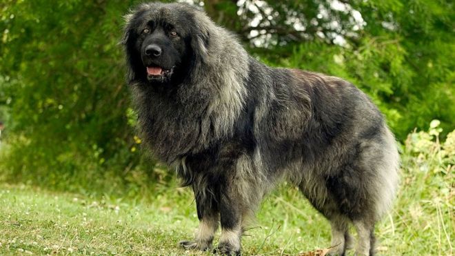 Šarplaninac