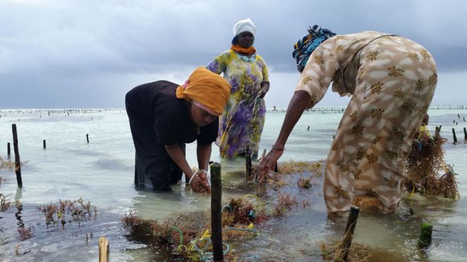 Женщины занимаются разведением морских водорослей