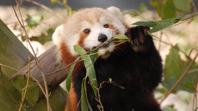 Санни, 19-месячная красная панда, жует на листе