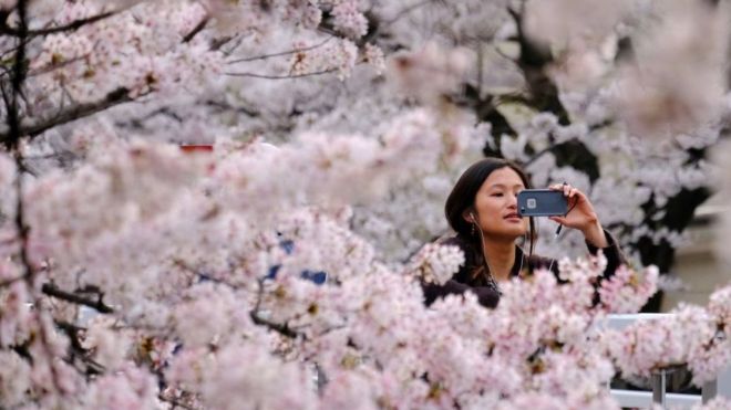A visitor takes a photograph of cherry blossoms in full bloom in the Japanese capital Tokyo.
