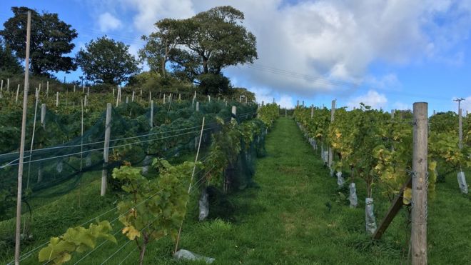 Виноградные лозы на винограднике Gwinllan Conwy