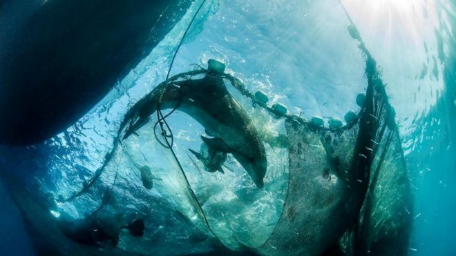 Прилов - основная причина гибели морских млекопитающих у берегов Британии