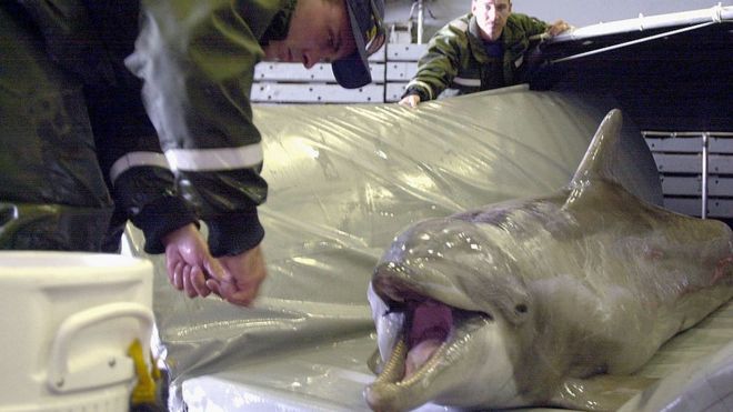 Тихоокеанский дельфин с бутылочным носом, использованный для борьбы с минами на мелководье на борту десантного корабля USS Duluth 21 марта 2001 г.