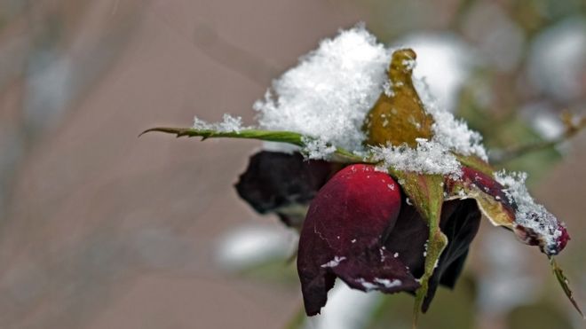 A rose bloom wilting under the weight of some snow