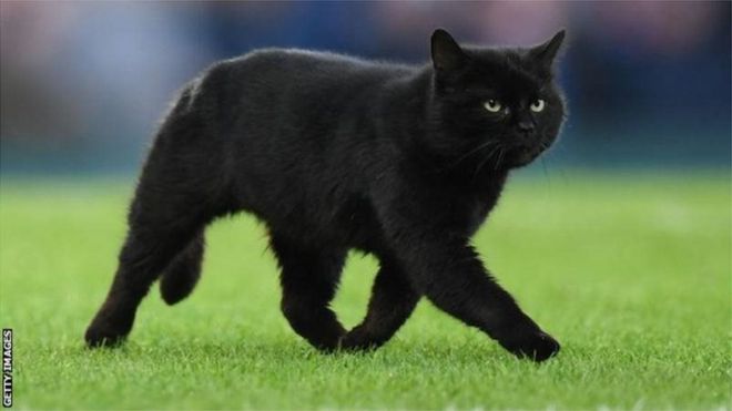 Чорний кіт на полі