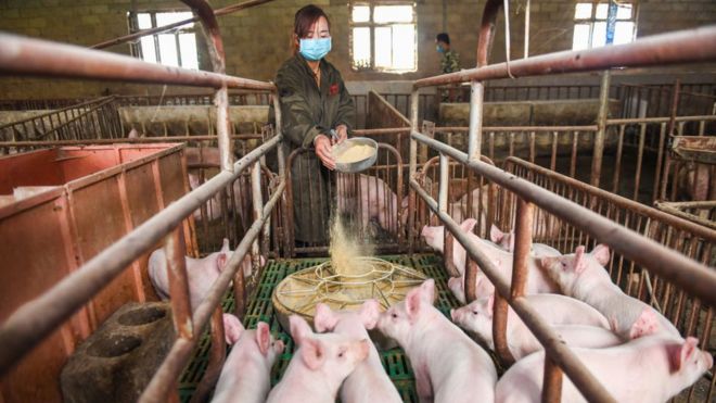 Woman feeding pigs in China.
