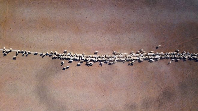 Овцы едят зерно, сброшенное в загоне, пострадавшем от засухи, на территории, расположенной на окраине Тамворта