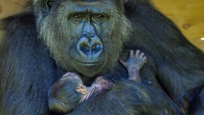 Kala the western lowland gorilla and her baby