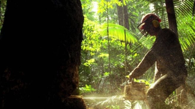 Homem cortando arvore