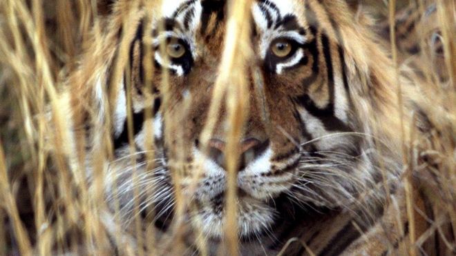 Индийский тигр