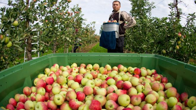 Сбор яблок в Польше