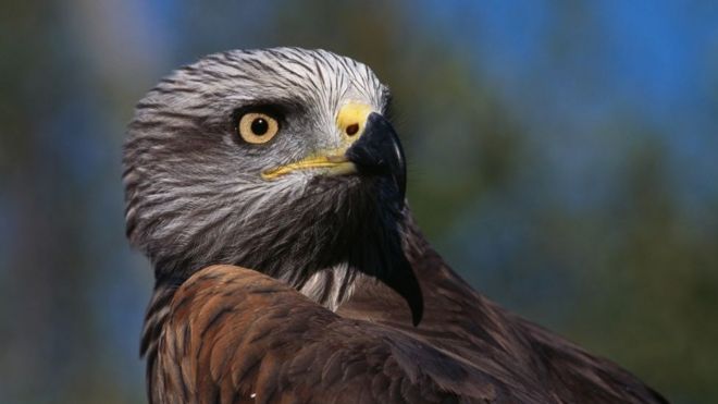 ஊர்ப் பருந்து