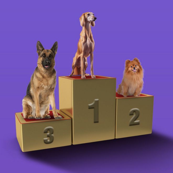 مهرجان الكلاب في السعودية