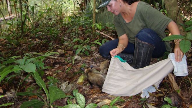 Ana Cristina Mendes de Oliveira fazendo soltura de animal na Amazônia