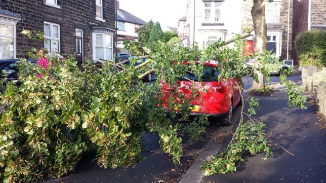 Дерево падает на машину в Шеффилде