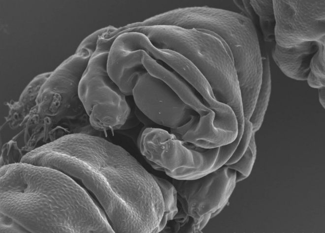 Лицевой вид tardigrade, Ramazzottius varieornatus (с) Танака S Сагара H Куниеда