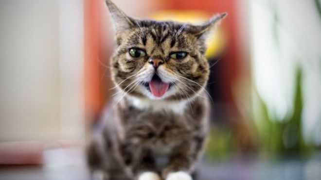 லில் பாப் பூனை