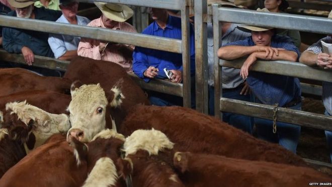 Австралия может вскоре отправить живого скота в Китай