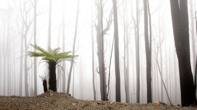 Папоротник растет в разорённом лесным пожаром регионе, на снимке, сделанном через два года после Черной субботы