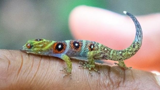 El diminuto gecko de la isla Unión