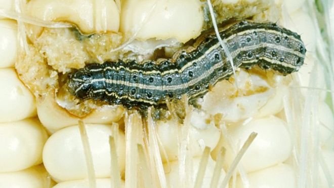 Армейская гусеница червя